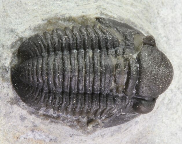 Bargain, Gerastos Trilobite Fossil - Morocco #69107